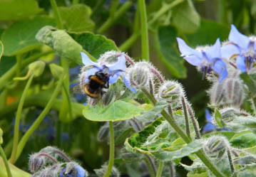 bee in borage
